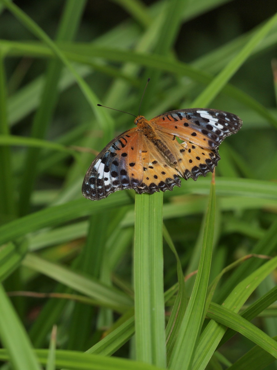 赤塚植物園・7月　　　069)_c0068050_8422213.jpg