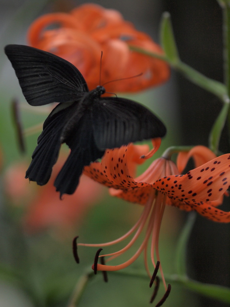 赤塚植物園・7月　　　069)_c0068050_847423.jpg