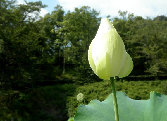 　　和歌山県植物公園緑花センター　_b0093754_23404786.jpg