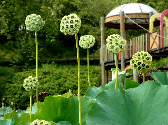 　　和歌山県植物公園緑花センター　_b0093754_234132.jpg