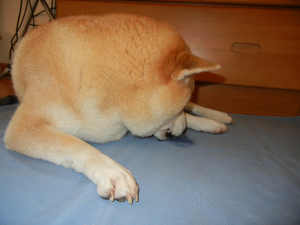 2011年8月14日(日)勝浦でも、猛暑!猛暑!猛暑!_f0060461_11291849.jpg