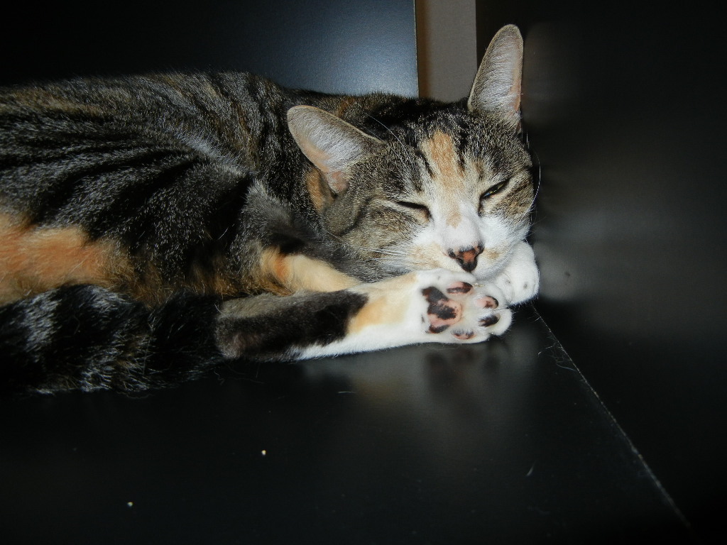 2011年8月14日(日)勝浦でも、猛暑!猛暑!猛暑!_f0060461_11315894.jpg
