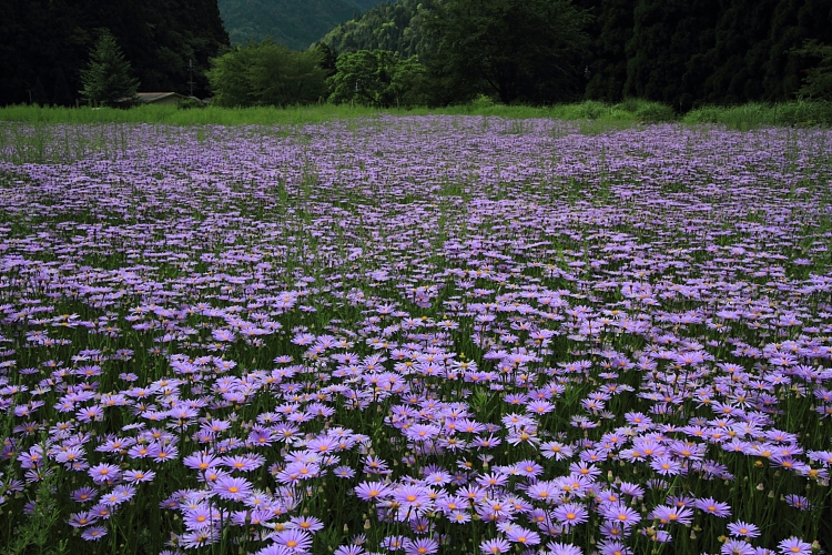 北山友禅菊_e0051888_6235496.jpg