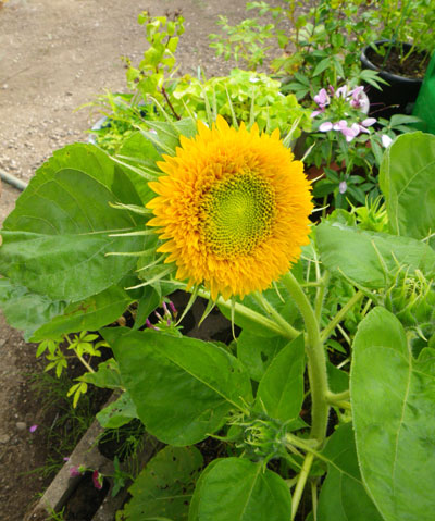 初めての花と懐かしい花を少し♪_a0136293_14394098.jpg