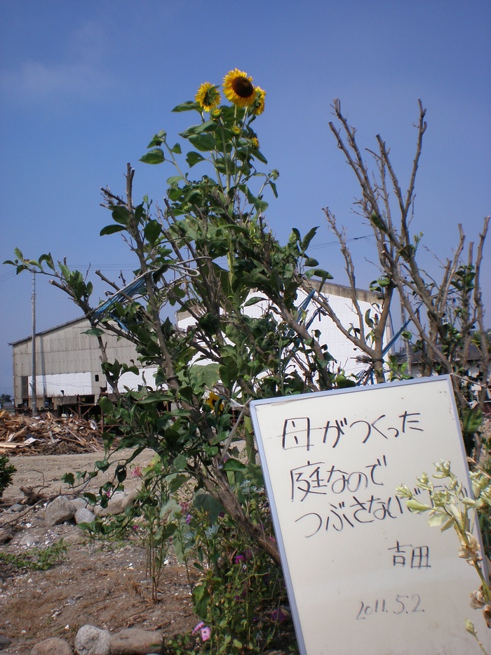 ②ガレキに花を咲かせましょう　in 久ノ浜_f0148098_2331565.jpg