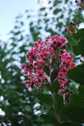 c0124100_19271280.jpg