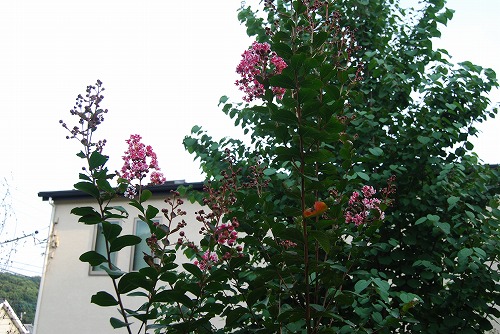 c0124100_1927152.jpg