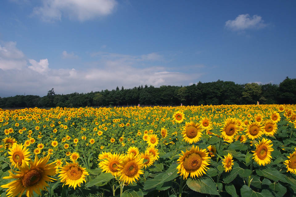 花の都公園・ひまわり畑_c0228207_23135276.jpg