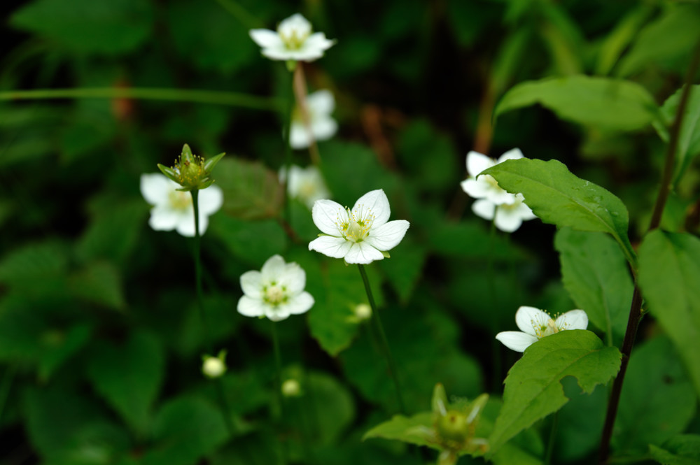 大雪山の花 11 8 12 13 やぁやぁ 大雪山の花 11 8 12 13 やぁやぁ