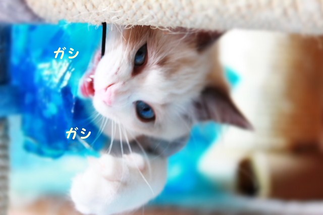 猫の癒し_e0214720_14101480.jpg