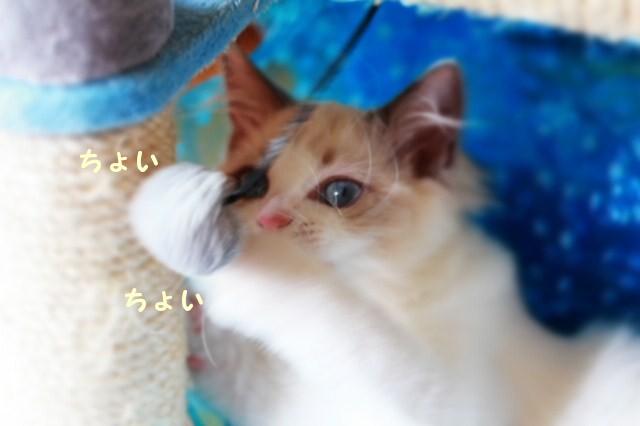 猫の癒し_e0214720_14102586.jpg