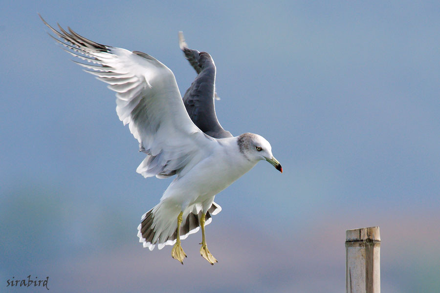 ウミネコ（留鳥　海猫、全長約46㎝）_d0238245_10281958.jpg