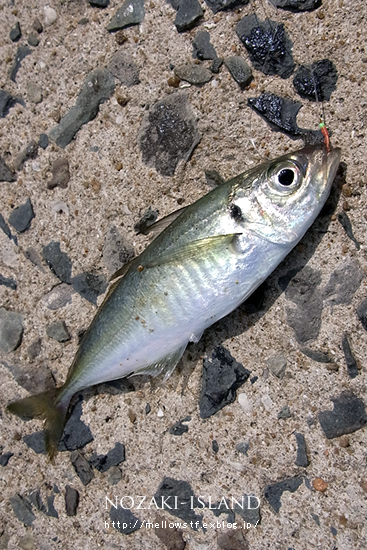 野崎島で魚釣り。_d0124248_13445445.jpg