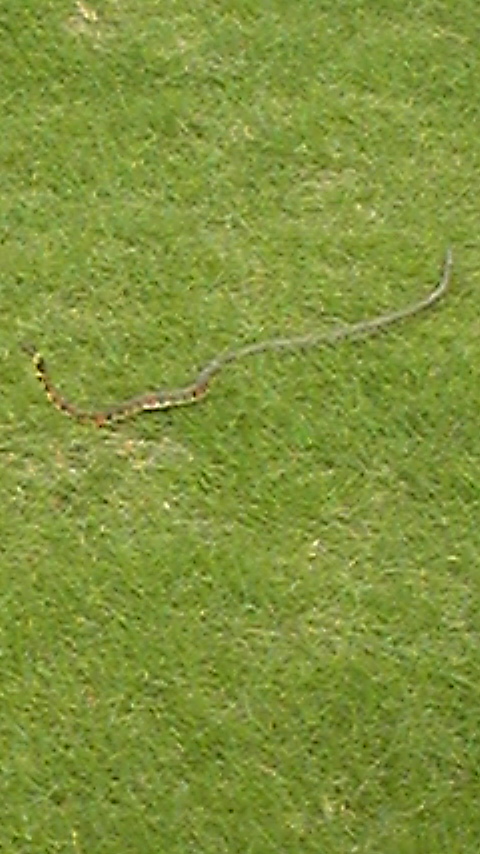 d0160351_14125215.jpg