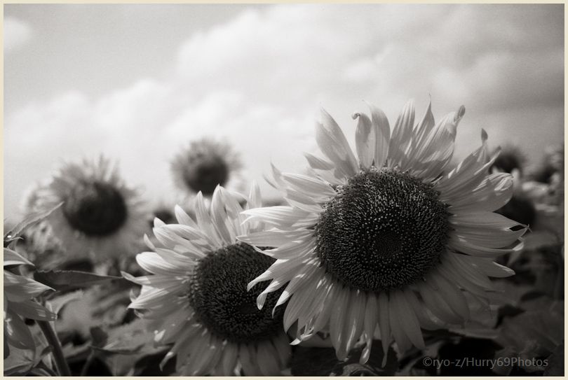 酷暑お見舞い申し上げ候 (座間のひまわり・・・でも2010年だ) ASAHI PENTAX SV _e0063851_10574329.jpg