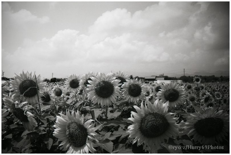 酷暑お見舞い申し上げ候 (座間のひまわり・・・でも2010年だ) ASAHI PENTAX SV _e0063851_1057561.jpg