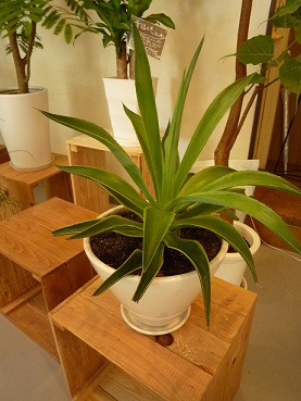 SALE!!! _a0201358_1450647.jpg