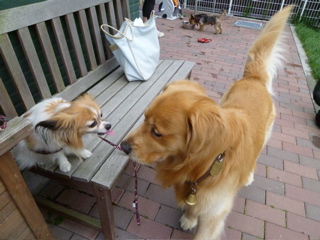 カフェと星守る犬_b0122262_2174242.jpg