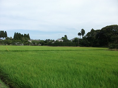 d0177266_1505087.jpg