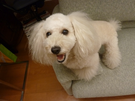 2011.8.15 いじられっこ 茶々_a0083571_8332171.jpg