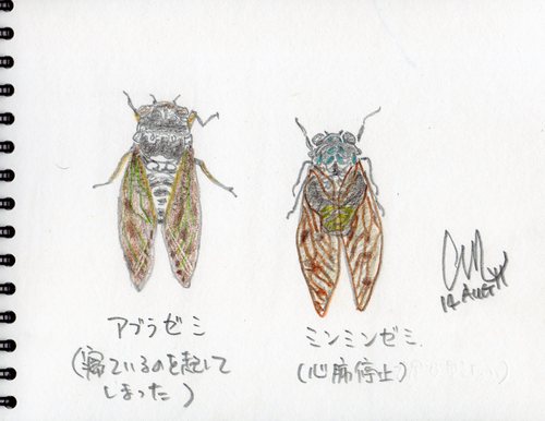 セミ_e0232277_102061.jpg