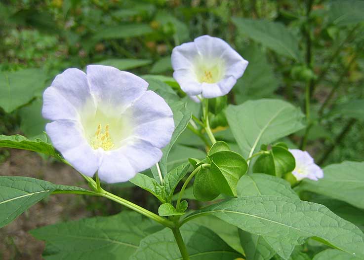 夏野菜_b0057679_8555670.jpg