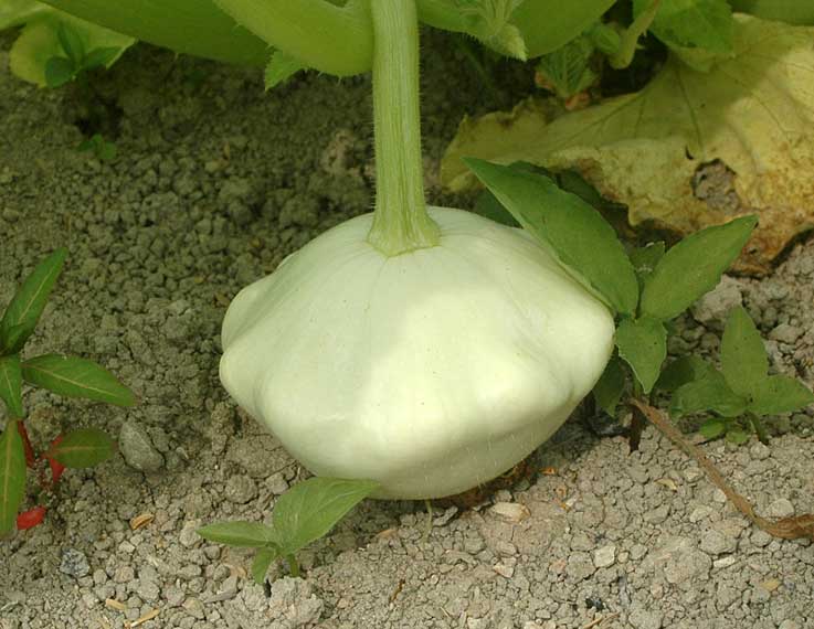 夏野菜_b0057679_96262.jpg