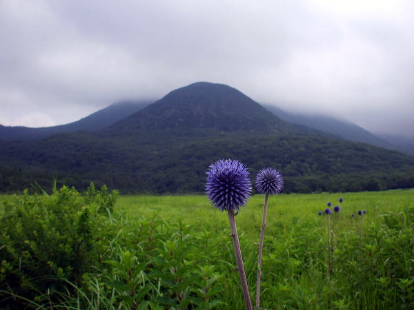 タデ原湿原　20110813_f0200594_1026535.jpg