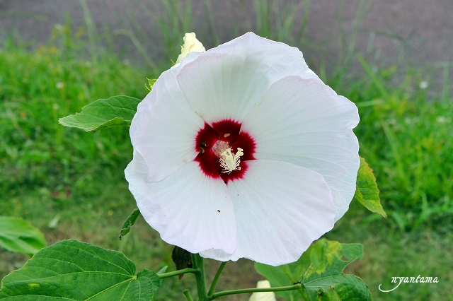 大分市佐野植物公園の花たち_e0199197_0211439.jpg