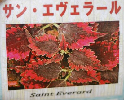 コリウスの葉の変化ったら 井上まゆ美のお仕事日和 コリウスの葉の変化ったら 井上まゆ美のお仕事日和