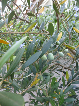 f0191500_11131211.jpg