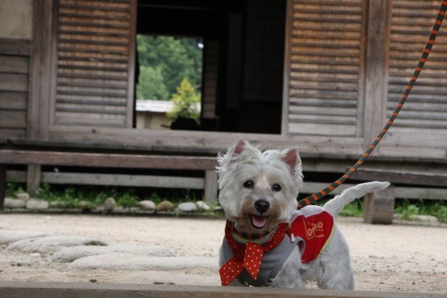 ２０１１年夏の旅行～東北旅行　青森へ行くぞー！～その４　2011．7．26（火）～山形編_f0039907_2241611.jpg