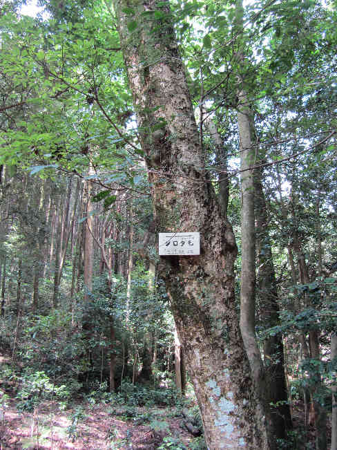 珍しい巨木のある豊浦神社　その1_d0154609_8482123.jpg