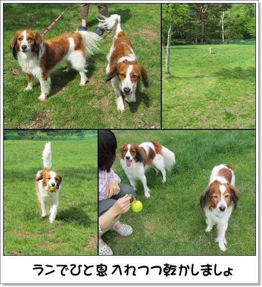 コイケル友とプール遊び_c0065512_1521366.jpg