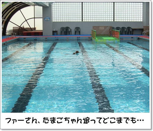 コイケル友とプール遊び_c0065512_152195.jpg
