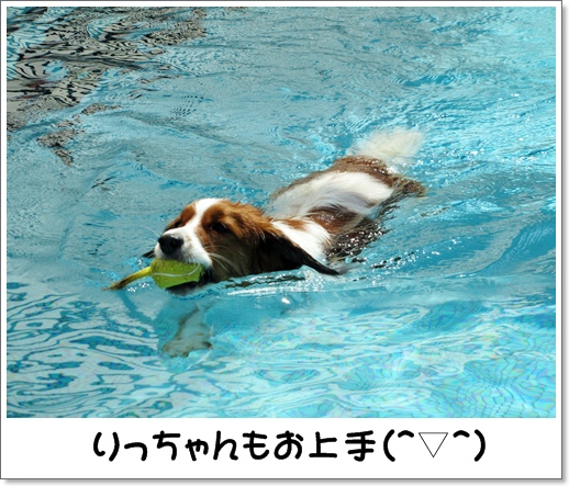 コイケル友とプール遊び_c0065512_1522037.jpg