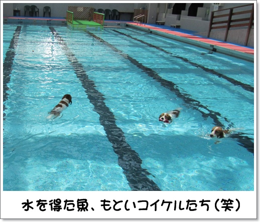 コイケル友とプール遊び_c0065512_152297.jpg