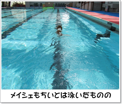 コイケル友とプール遊び_c0065512_15268.jpg