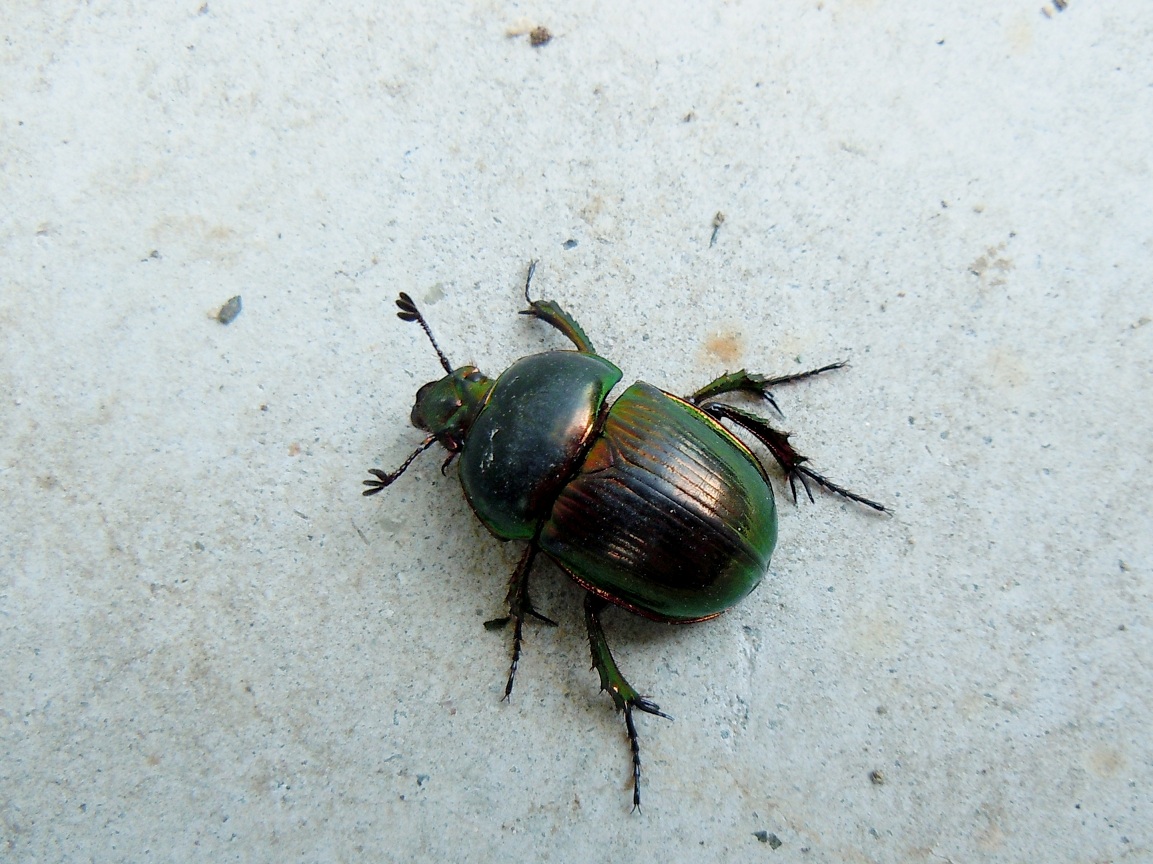 センチコガネ 雪隠金亀子 というコガネムシ 椿壽菴だより