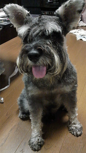 e0020214_95027100.gif