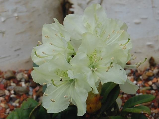 黄花石楠花 キバナシャクナゲ めずらしい花