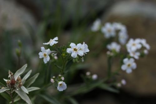 八方尾根の花２１　　　ミヤマムラサキ_a0040021_0326100.jpg