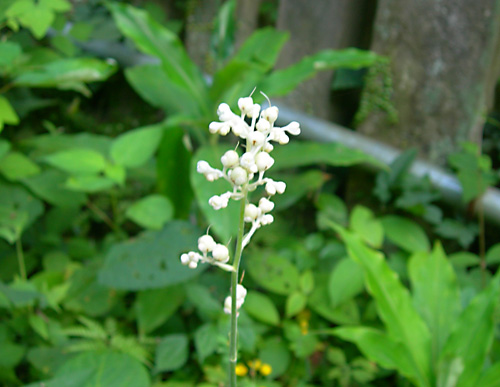 名前の分からない白い小さな花二つ Cafe Wyez