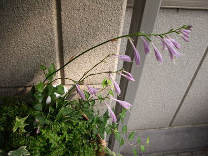 a0200624_938399.jpg