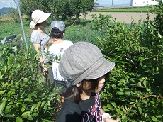 ブルーベリー収穫体験に来られました☆_e0061225_1510939.jpg