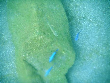 西伊豆 小土肥海水浴場はシュノーケルの穴場 カイトスの箱