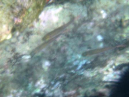 西伊豆 小土肥海水浴場はシュノーケルの穴場 カイトスの箱