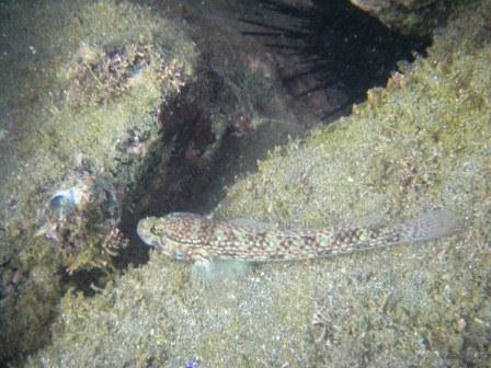 西伊豆 小土肥海水浴場はシュノーケルの穴場 カイトスの箱