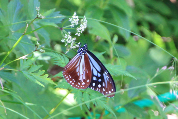 a0203733_14224.jpg