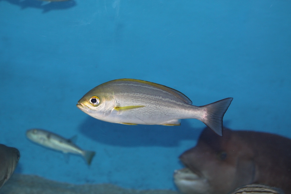 美味しい魚が食べたいなぁ～_c0106036_20473418.jpg